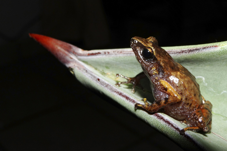 Rana chirriadora de la Sierra Manantlán (Eleutherodactylus manantlanensis). Foto de Christoph Grünwald/HERP.MX.