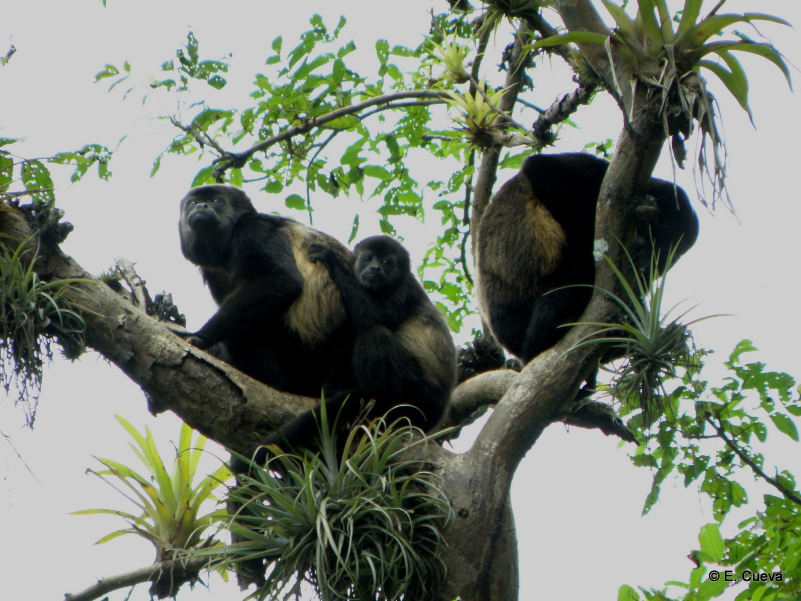 El bosque seco alberga una enorme variedad de fauna. Foto: Naturaleza y Cultura Internacional.