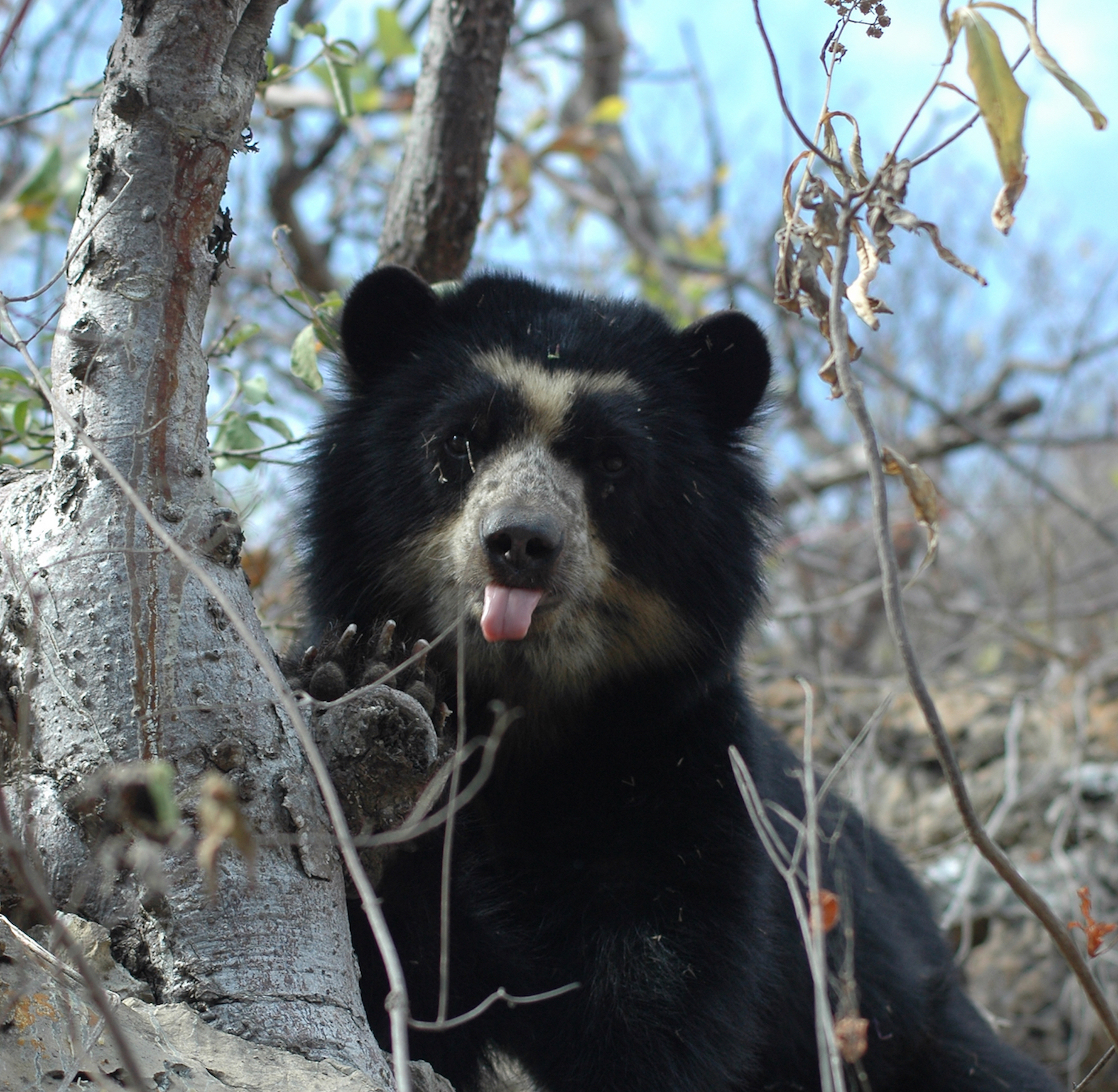 Videos este es el hogar del oso de anteojos en los bosques secos