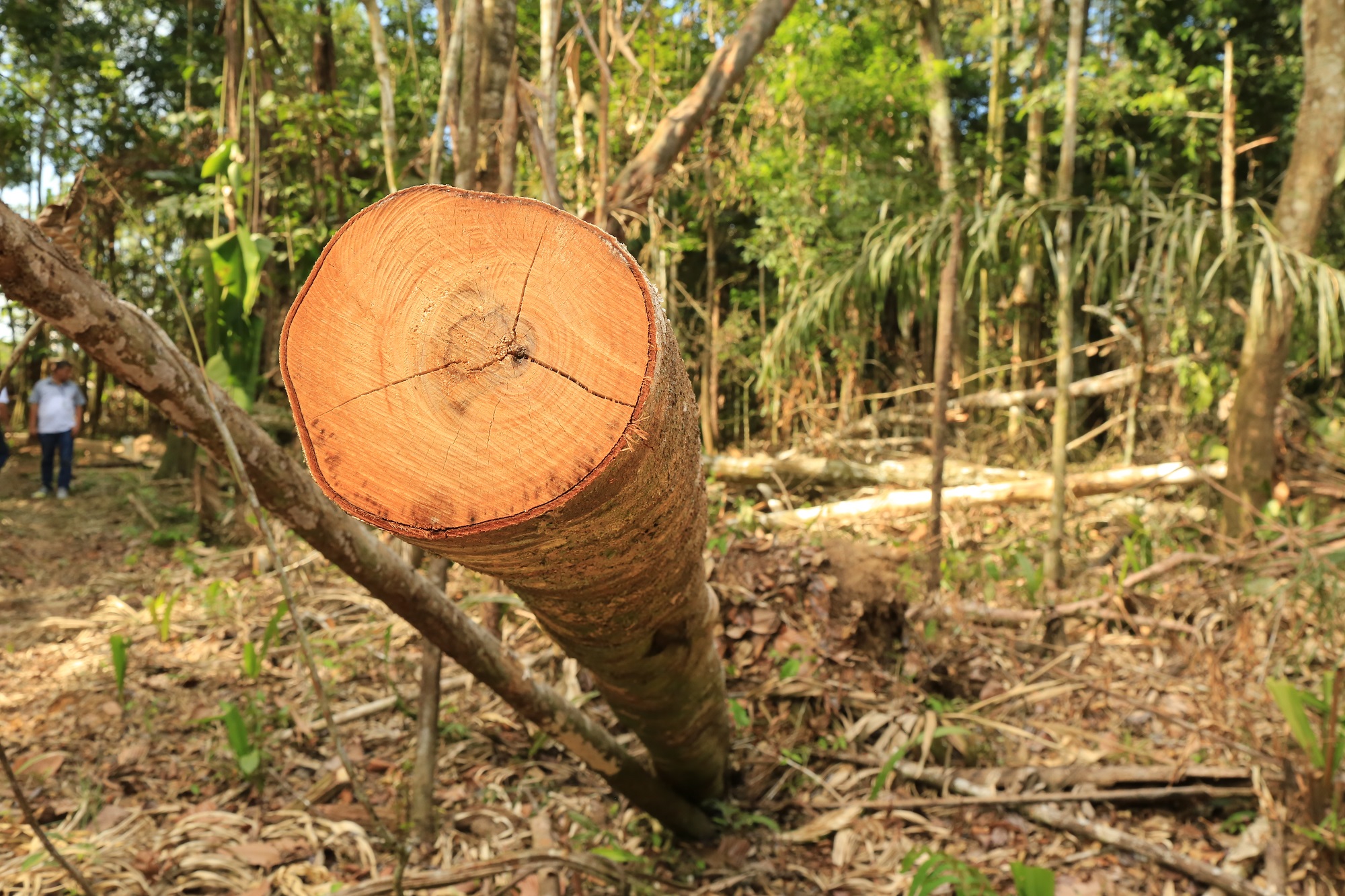 El Ideam reveló que, solo en los primeros tres meses de 2018, el Parque Tinigua perdió más de 5600 hectáreas de bosque por causa de la deforestación. Foto: Cormacarena.