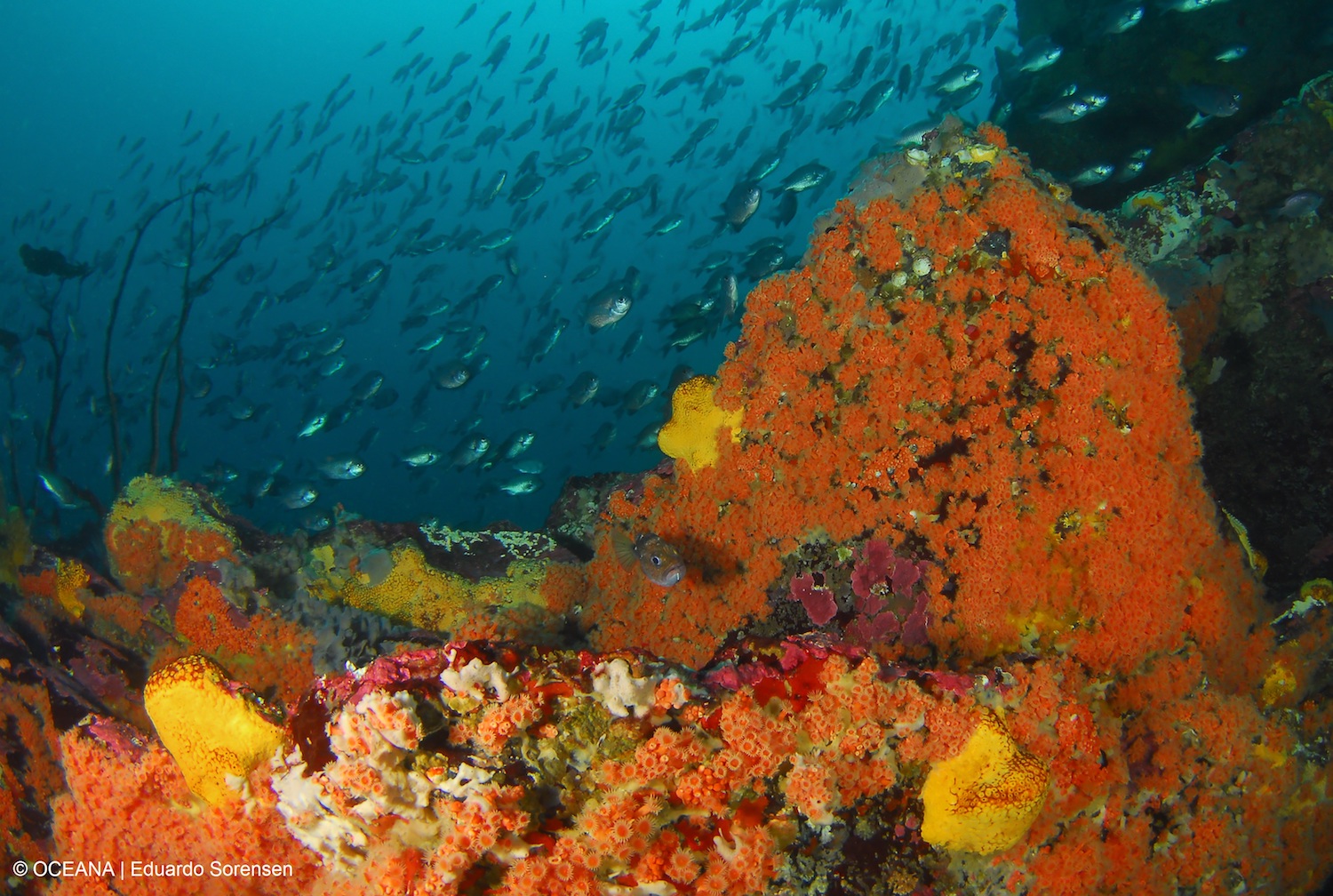 El proyecto Dominga se instalará sobre el área de alimentación de las especies que habitan en las reservas cercanas. 200 científicos enviaron una carta al Presidente Sebastián Piñera explicando la necesidad de proteger dicho espacio. Foto: Oceana – Eduardo Sorensen.