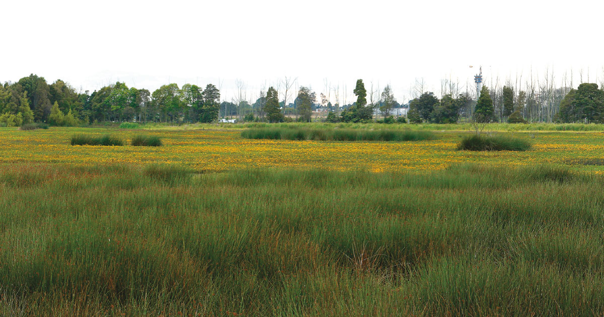 Humedal Jaboque en la localidad de Engativá (occidente de Bogotá). Foto: Revista Semana.