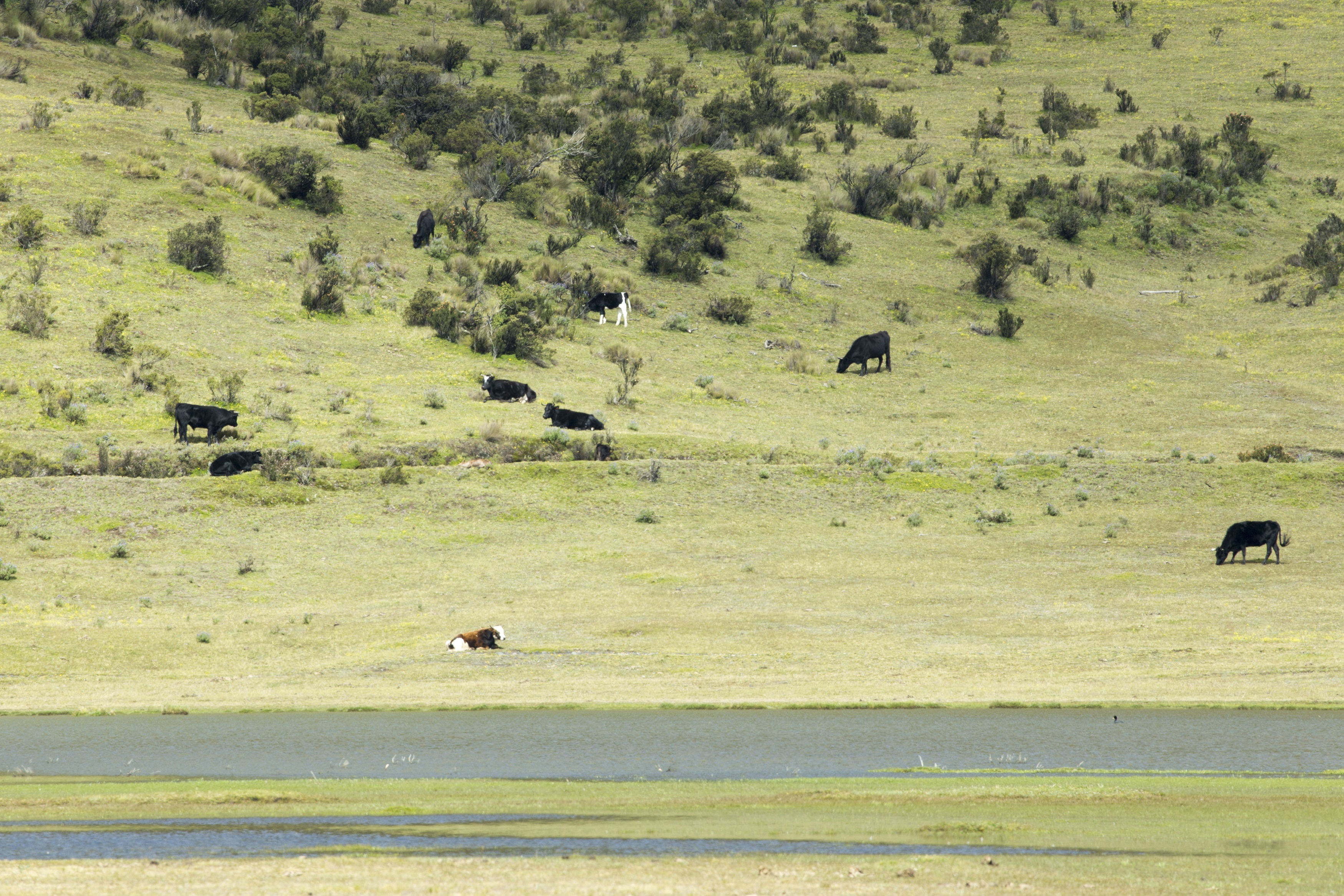 Pese a la existencia de guardaparques del Ministerio del Ambiente de Ecuador en la zona, por ser un punto turístico importante en el PNC, el ganado permanece sin ningún control tanto adentro como fuera de la laguna de Limpiopungo. Foto: Cortesía Santiago Ron.