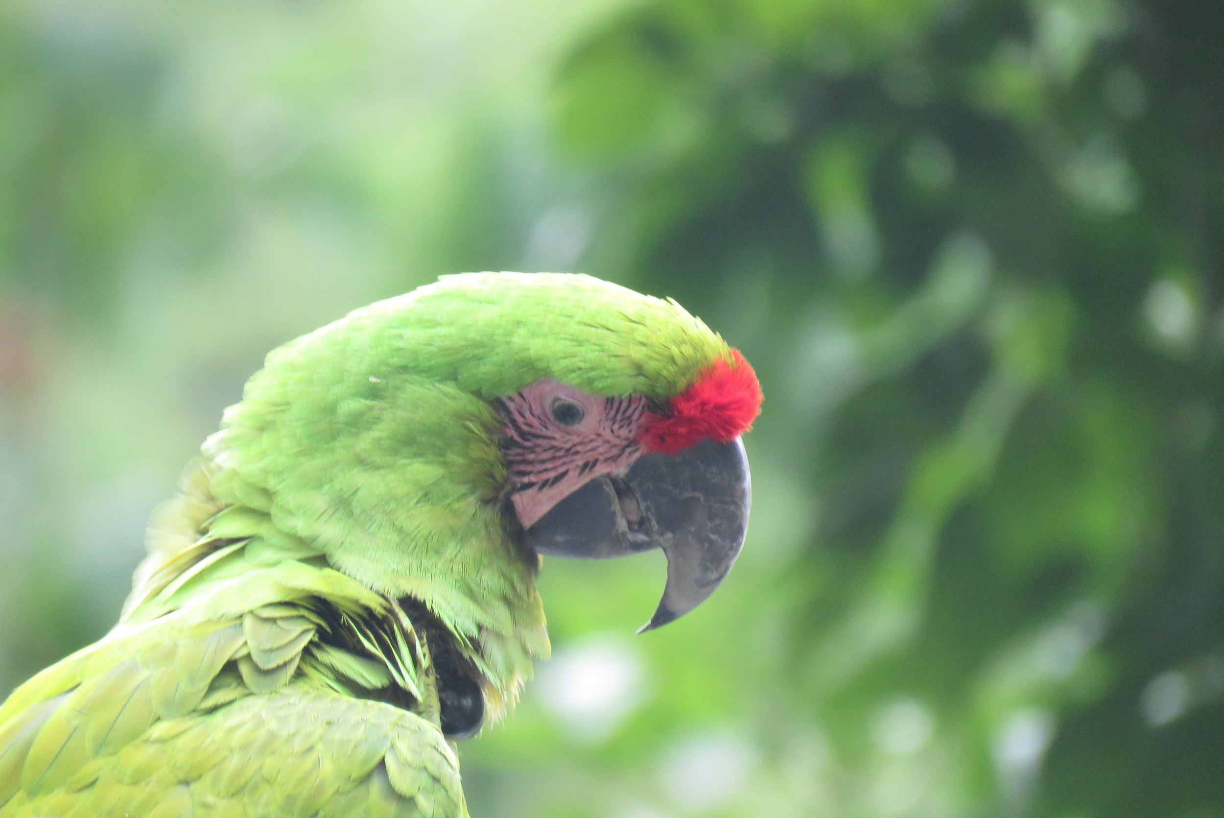 Se calcula que en Ecuador solo quedan entre 30 y 40 aves en estado silvestre de esta especie en peligro crítico de extinción. Foto: Fundación Jocotoco