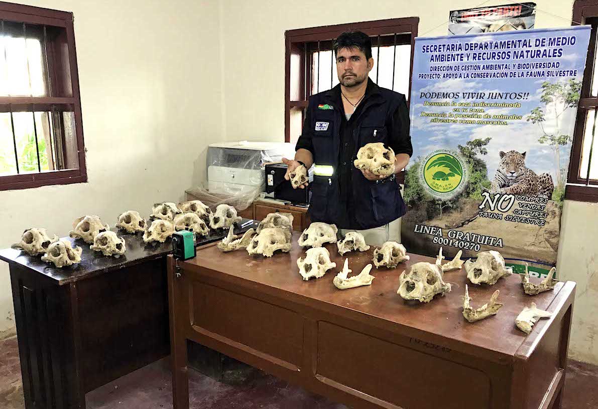 Un recorrido por el mercado negro de partes de jaguar demuestra cómo operan vendedores y contrabandistas en el Beni, escapando de leyes, controles y fiscalizaciones.