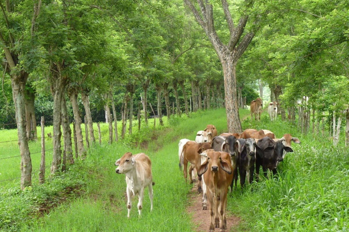 Ganadería en Colombia ¿Dónde sí y dónde no?