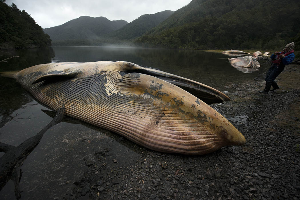 Ballenas encontradas muertas en 2015, en los fiordos de la Península Taitao, Patagonia, Chile. Foto: Vreni Häussermann