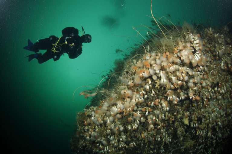 Corales de Patagonia, Chile. Foto: Vreni Häussermann