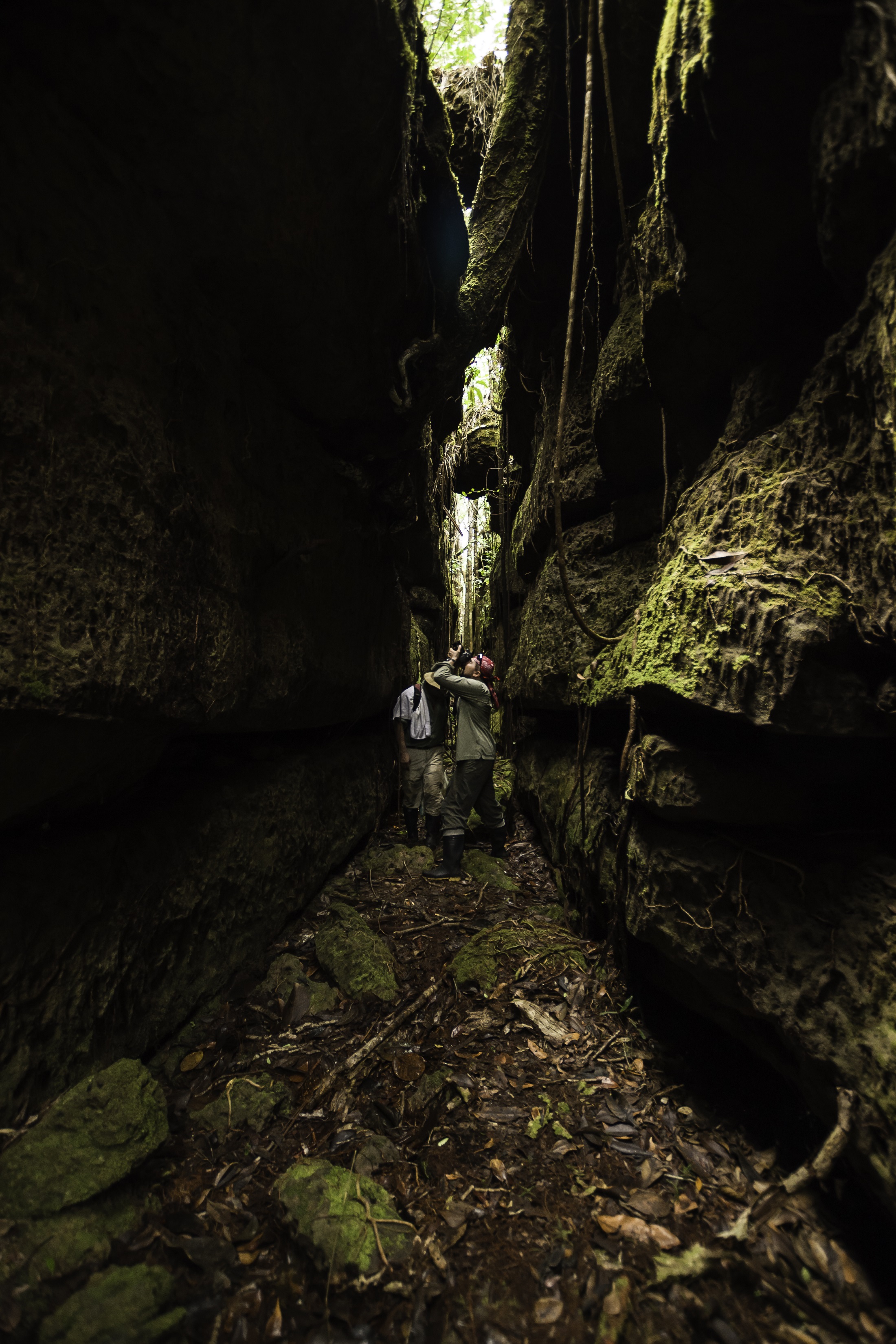 La flora y la fauna que los investigadores encuentran en Chiribiquete es totalmente diferente en los bosques de tierra firme y en las mesetas de los tepuyes. Foto: Parques Nacionales Naturales de Colombia.
