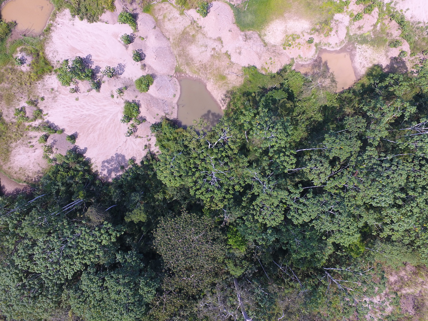 Una foto aérea tomada por un drone sobre la concesión minera ‘Paolita II’, que es una de las que permite campos de experimentación y reforestación. Foto: Cincia.