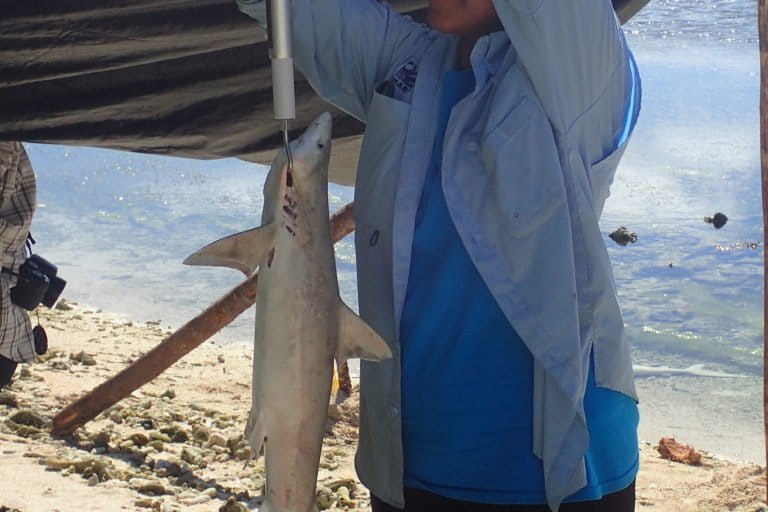 A shark caught by fishermen in La Mosquitia region of Honduras. Image courtesy of MarAlliance.