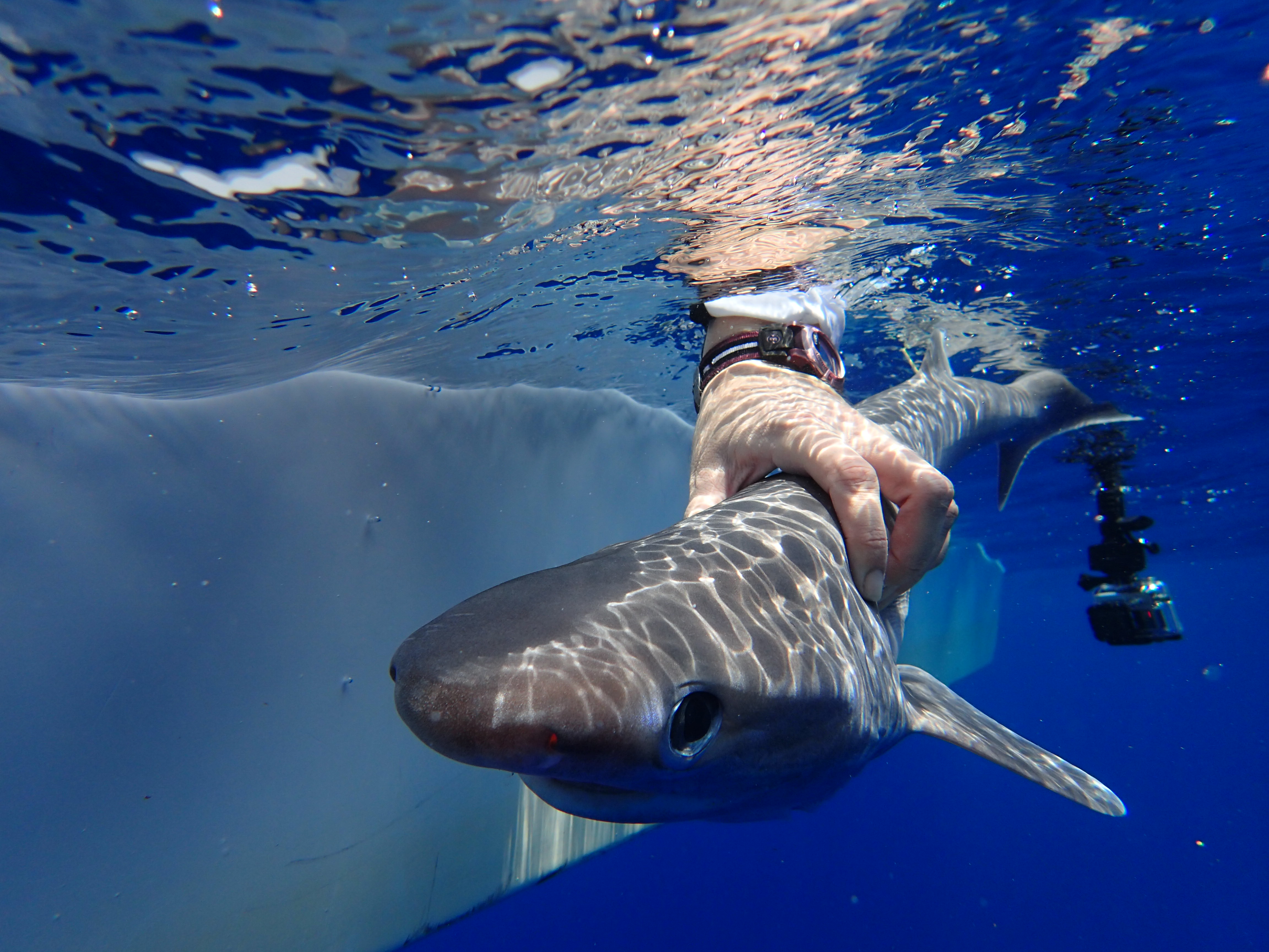 Tiburón Atlantic Sixgill. Foto: MarAlliance-Ivy Baremore