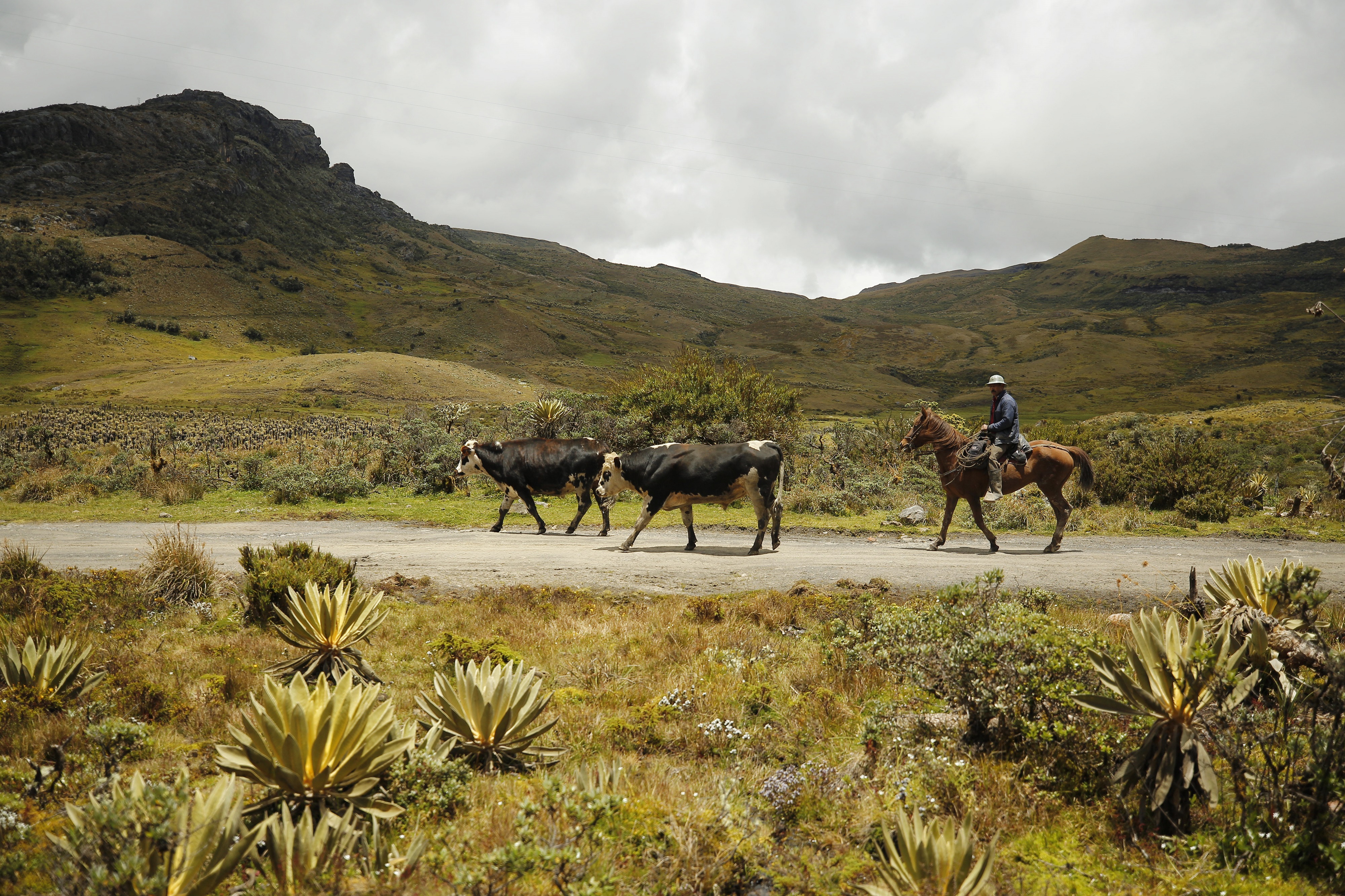 Muchos de los habitantes del Páramo de Pisba dependen de la pequeña ganadería. Foto: Daniel Reina Romero-Semana Sostenible.