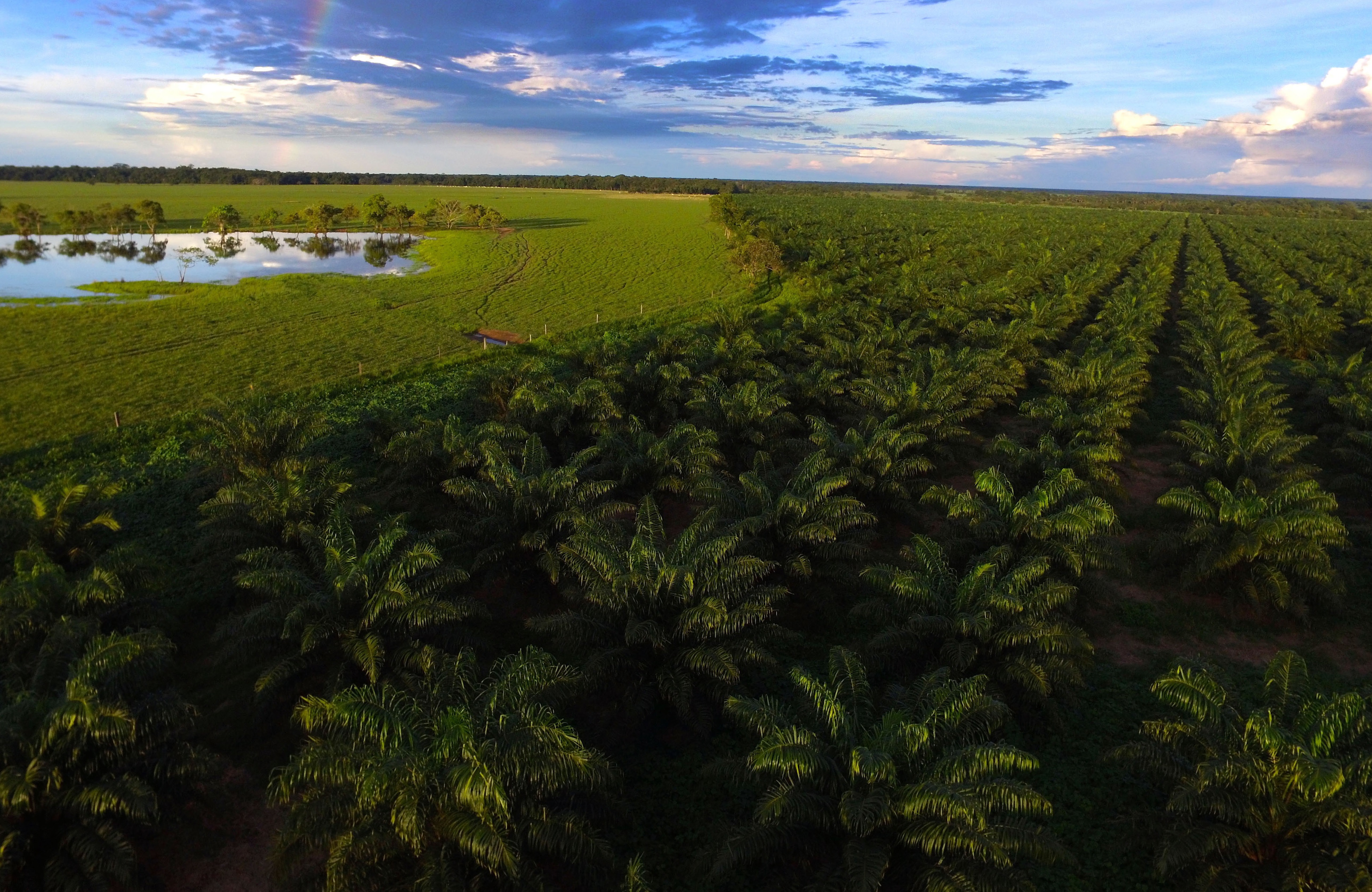 Paisaje palmero en el departamento de Meta - Colombia. Foto: Álvaro Mejía Jaramillo.