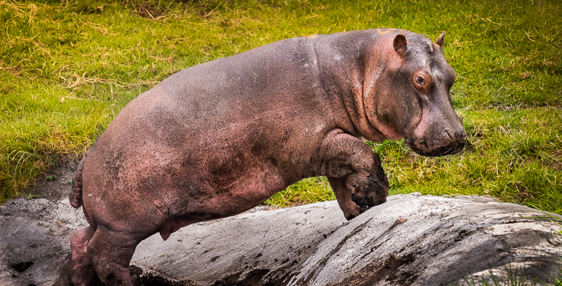 Se estima que en el Magdalena medio antioqueño hay entre 50 y 70 hipopótamos. Foto: Fundación Zoológico Santa Cruz.