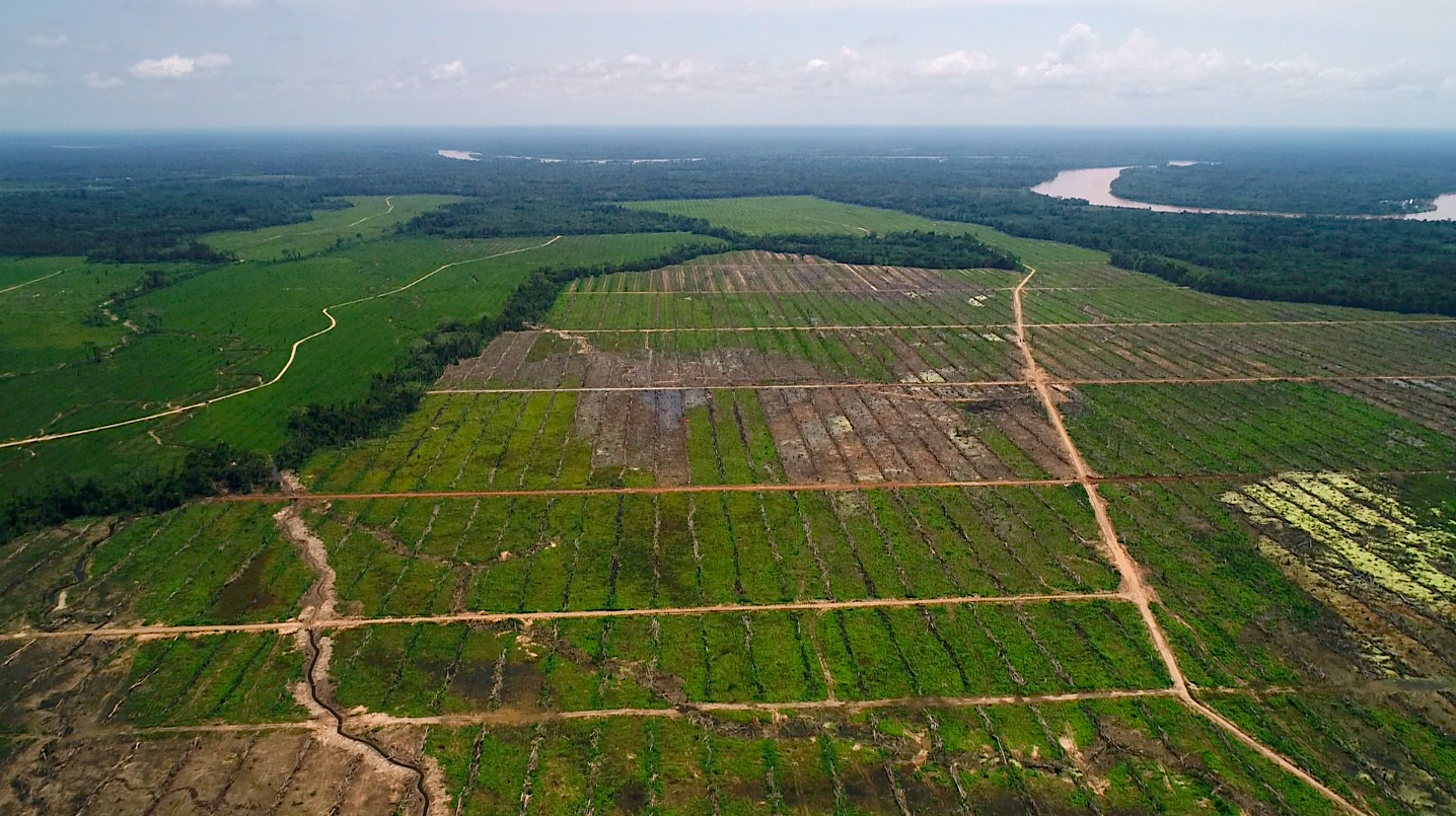 Palmas del Huallaga es una empresa de reciente creación que ha adquirido casi 1900 hectáreas de lotes en San Martín. Una organización no gubernamental y comuneros de la zona denuncian que la deforestación bordea el 27%. Foto: Diego Pérez