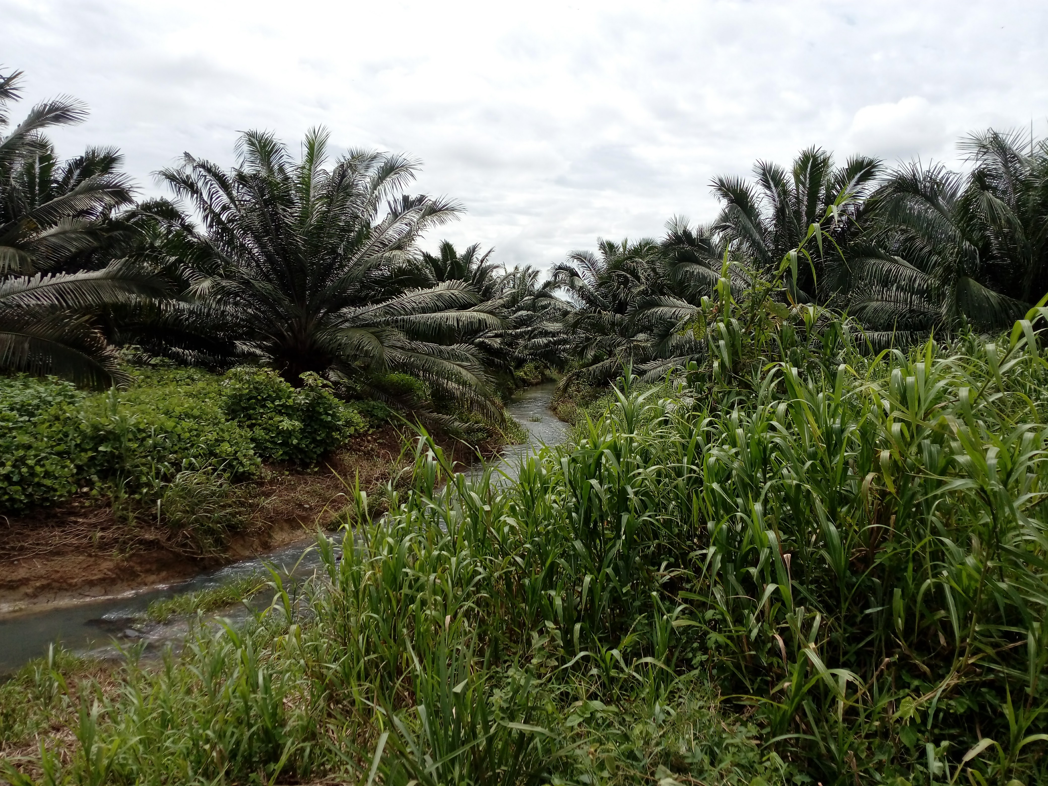 Palma de aceite en Tumaco. Foto: Jimmy Pedreros.