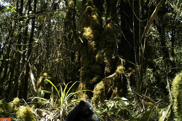 Oso andino en el departamento de Boyacá. Foto: Corpoboyacá.
