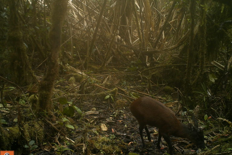 El venado es otro de los animales captados por cámara trampa en Boyacá. Foto: Corpoboyacá.
