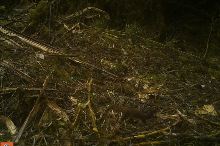 Comadreja (Mustela nivalis) captada por cámara trampa en Boyacá. Foto: Corpoboyacá.