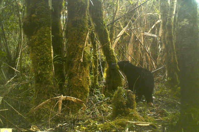 El oso andino ha sido visto en bajas alturas y en zonas de páramo del departamento de Boyacá. Foto: Corpoboyacá.