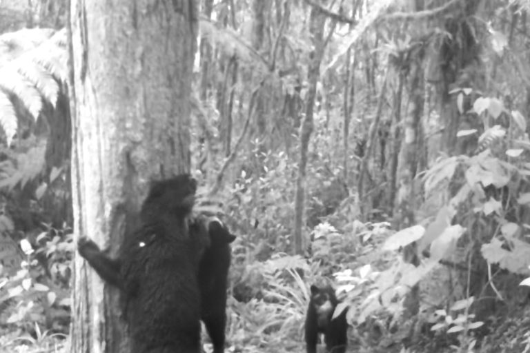 Los oseznos viven con su madre por lo menos hasta el primer año de vida. Foto: Corporación Autónoma Regional del Alto Magdalena (CAM).