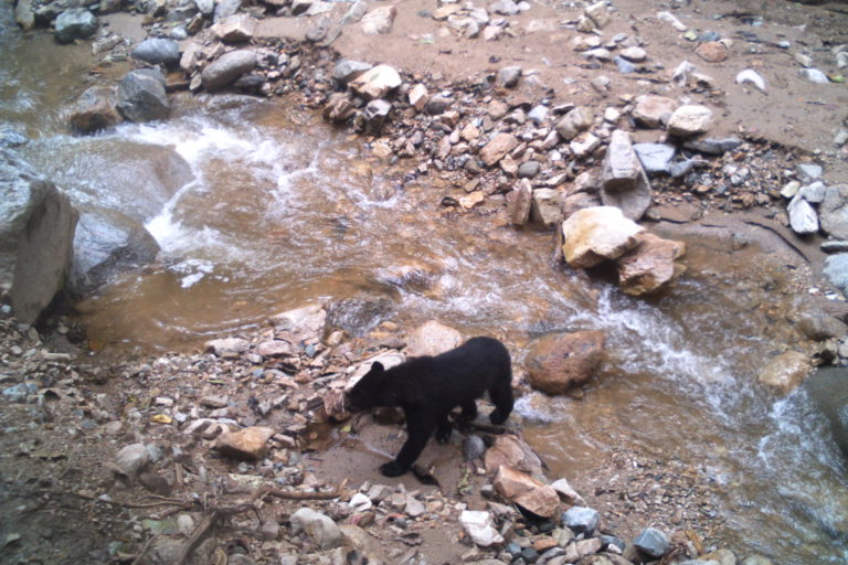 Cría de oso andino. Foto: Corporación Autónoma Regional del Alto Magdalena (CAM).