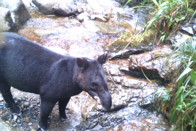 La danta de montaña suele ser una de las presas del jaguar y del puma. Foto: Corporación Autónoma Regional del Alto Magdalena (CAM).
