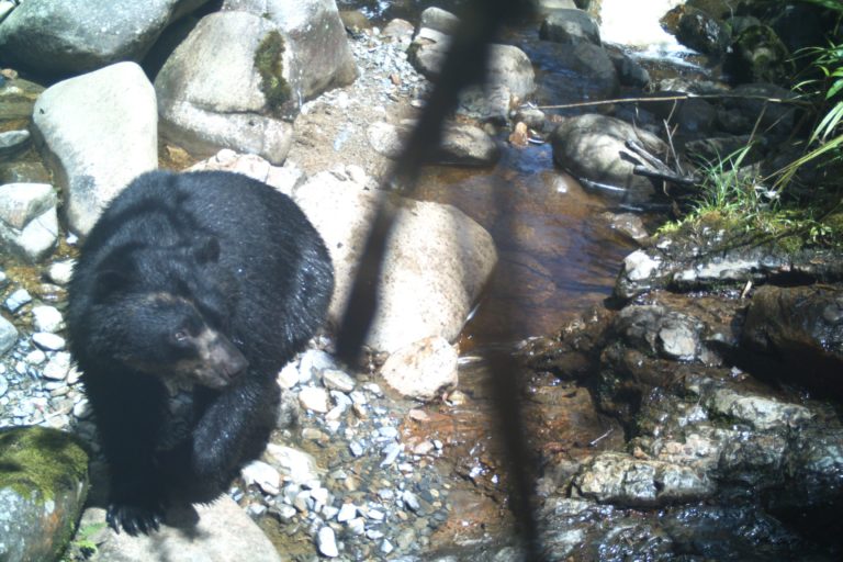 Oso andino en el Parque Natural Regional Corredor Biológico Guacharos Puracé. Foto: Corporación Autónoma Regional del Alto Magdalena (CAM).