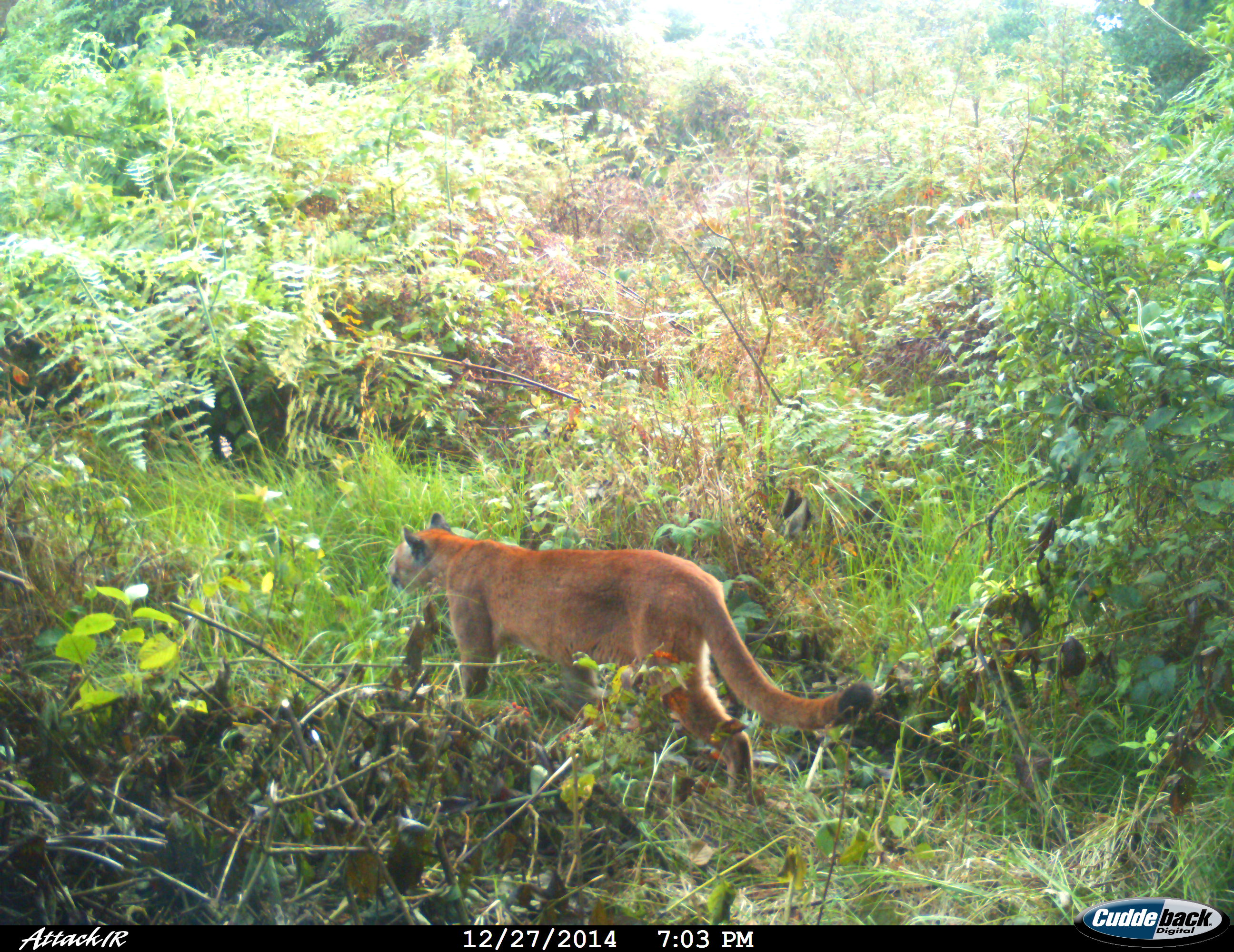 Puma. Foto: Corporación Autónoma Regional del Alto Magdalena (CAM).