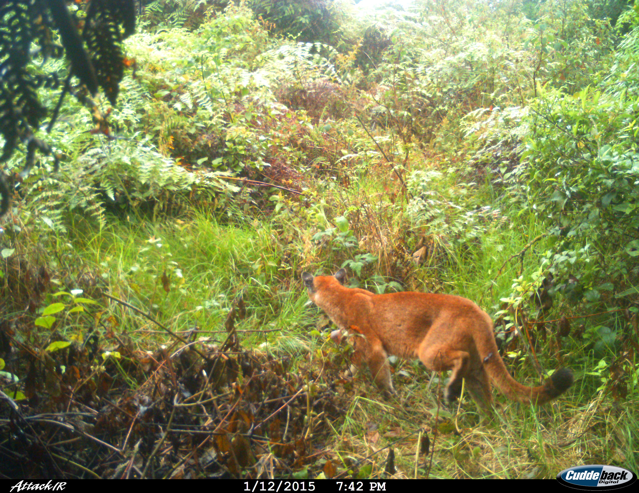 Puma captado en el Parque Natural Regional Corredor Biológico Guacharos Puracé. Foto: Corporación Autónoma Regional del Alto Magdalena (CAM).