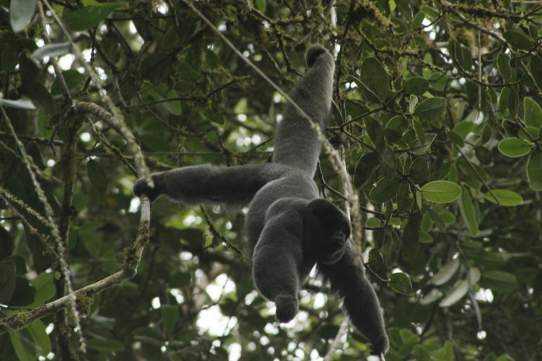 El mico curucho es una especie en peligro. Encontrarlo en alta montaña como lo captaron en Cortolima es muy raro. Foto: Cortolima.