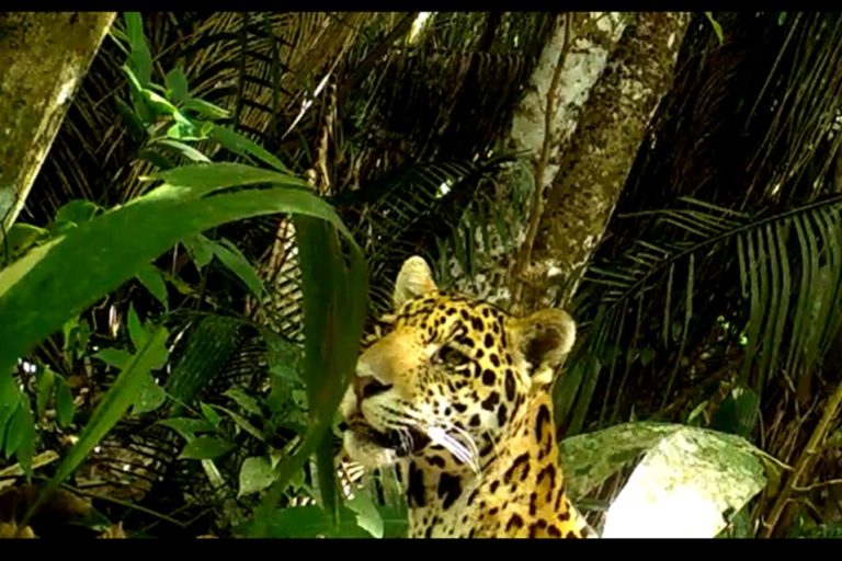 Correr ante la presencia de un jaguar es el peor error pues se dispara su instinto de caza. Foto: Cortolima.