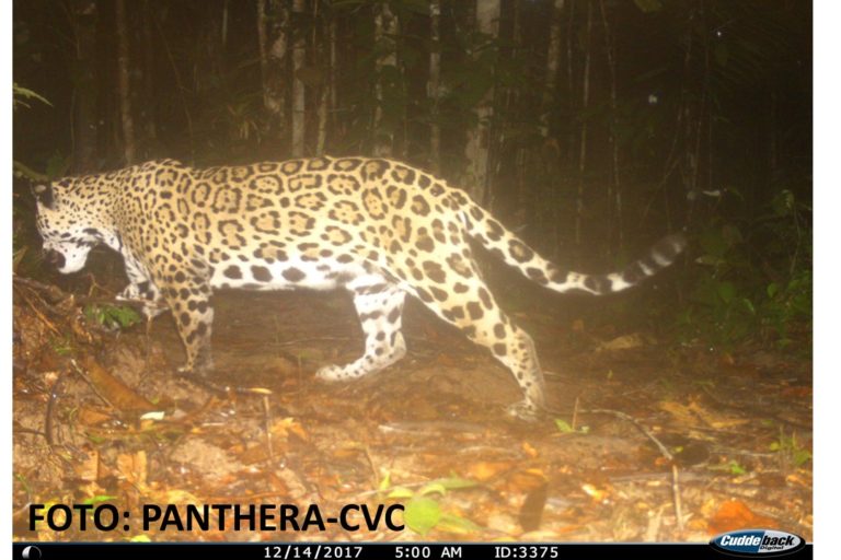 El departamento del Valle es el único de Colombia que cuenta con un programa para la protección de felinos, entre ellos el jaguar. Foto: CVC- Panthera.