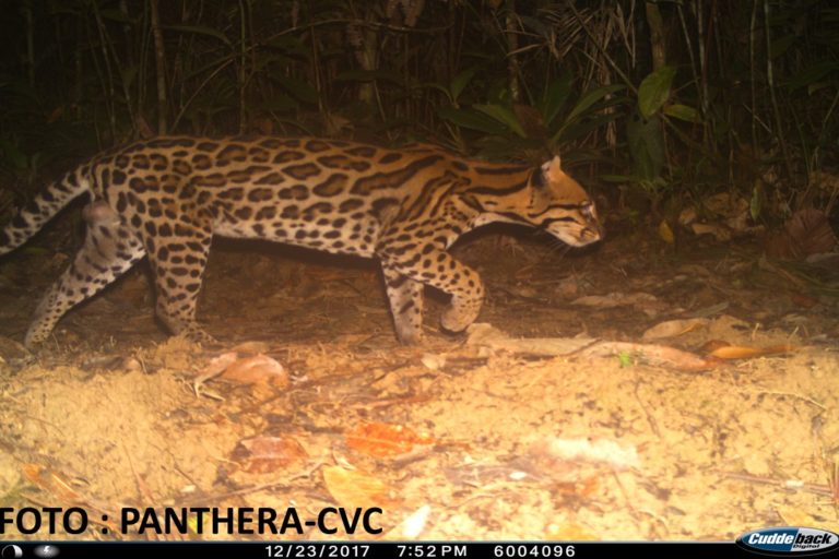 En búsqueda del jaguar, las cámaras trampa captaron continuamente al tigrillo y el ocelote. Foto: CVC- Panthera.