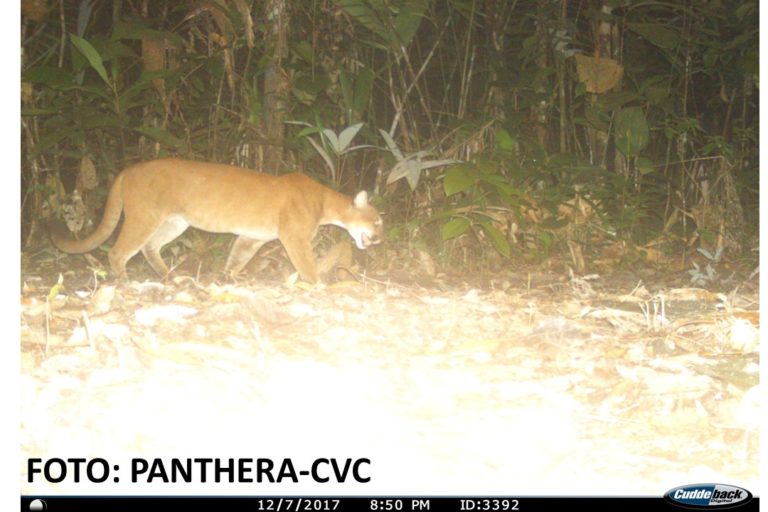 Puma en el Valle del Cauca. Foto: CVC- Panthera.