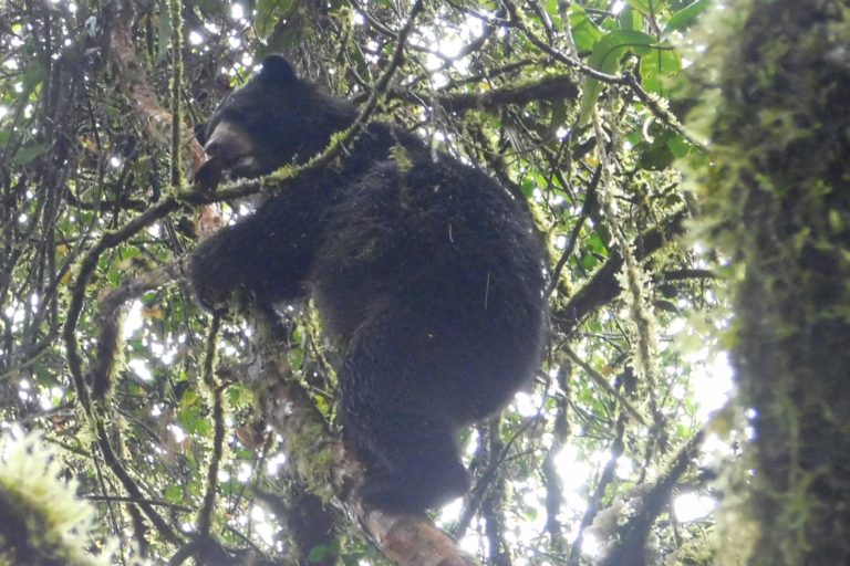 Un oso andino trepa a un árbol en el municipio de Santa Rosa, Cauca. Foto: Corporación Autónoma Regional del Cauca (CRC).