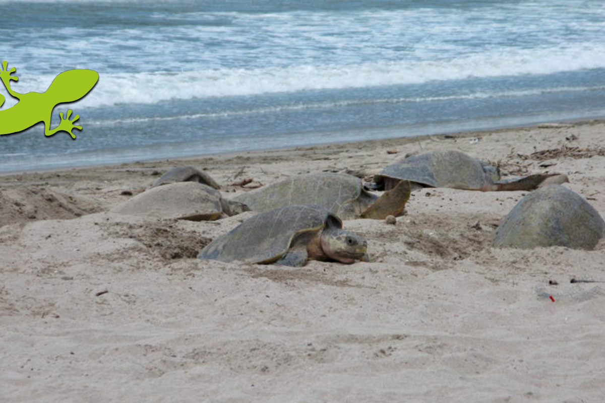 Arribo de tortugas en Refugio de Vida Silvestre La Flor-San Juan del Sur-Nicaragua. Foto: Paso Pacífico.