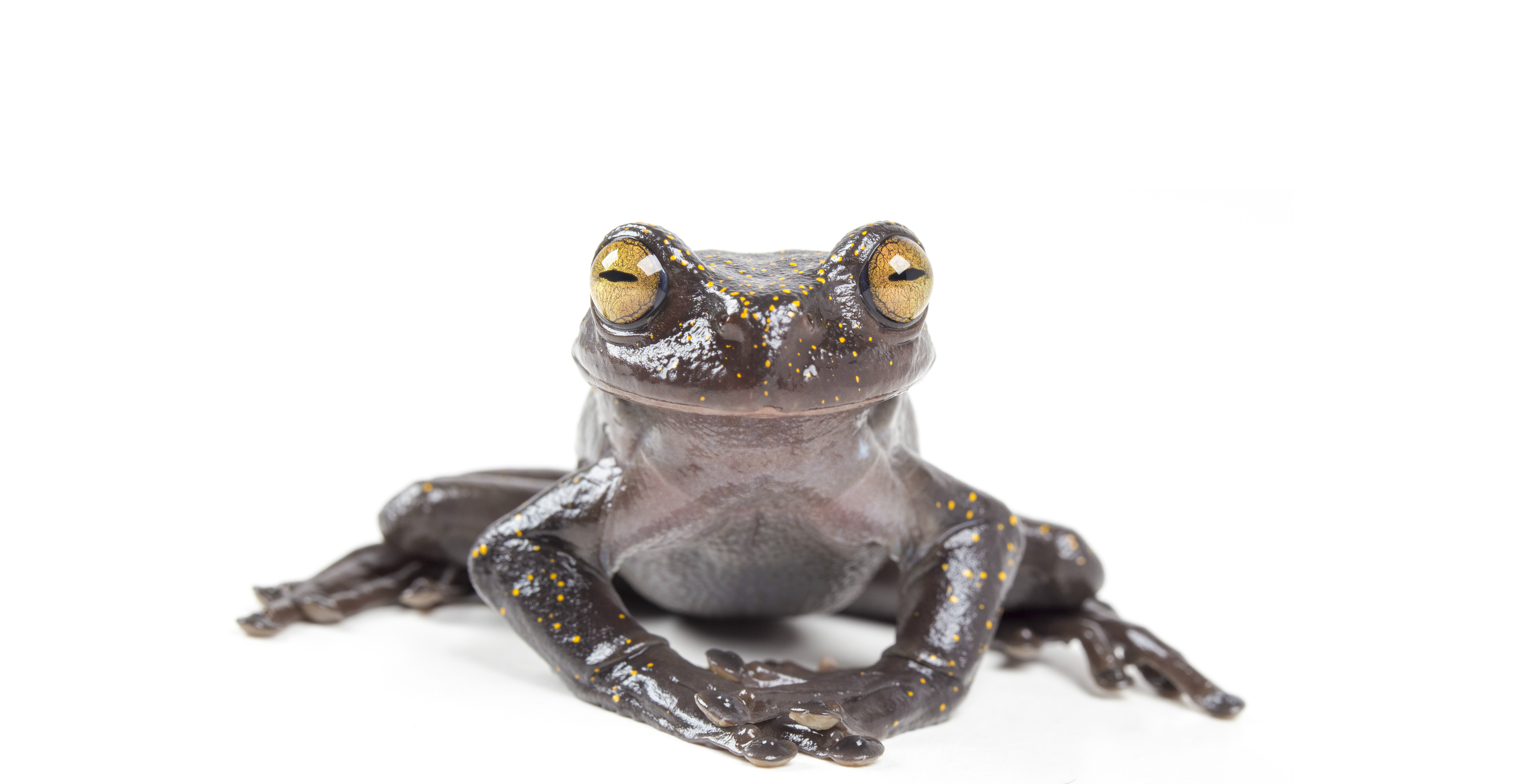 Hyloscirtus hillisi adulto. Foto: PUCE-BIOWEB.
