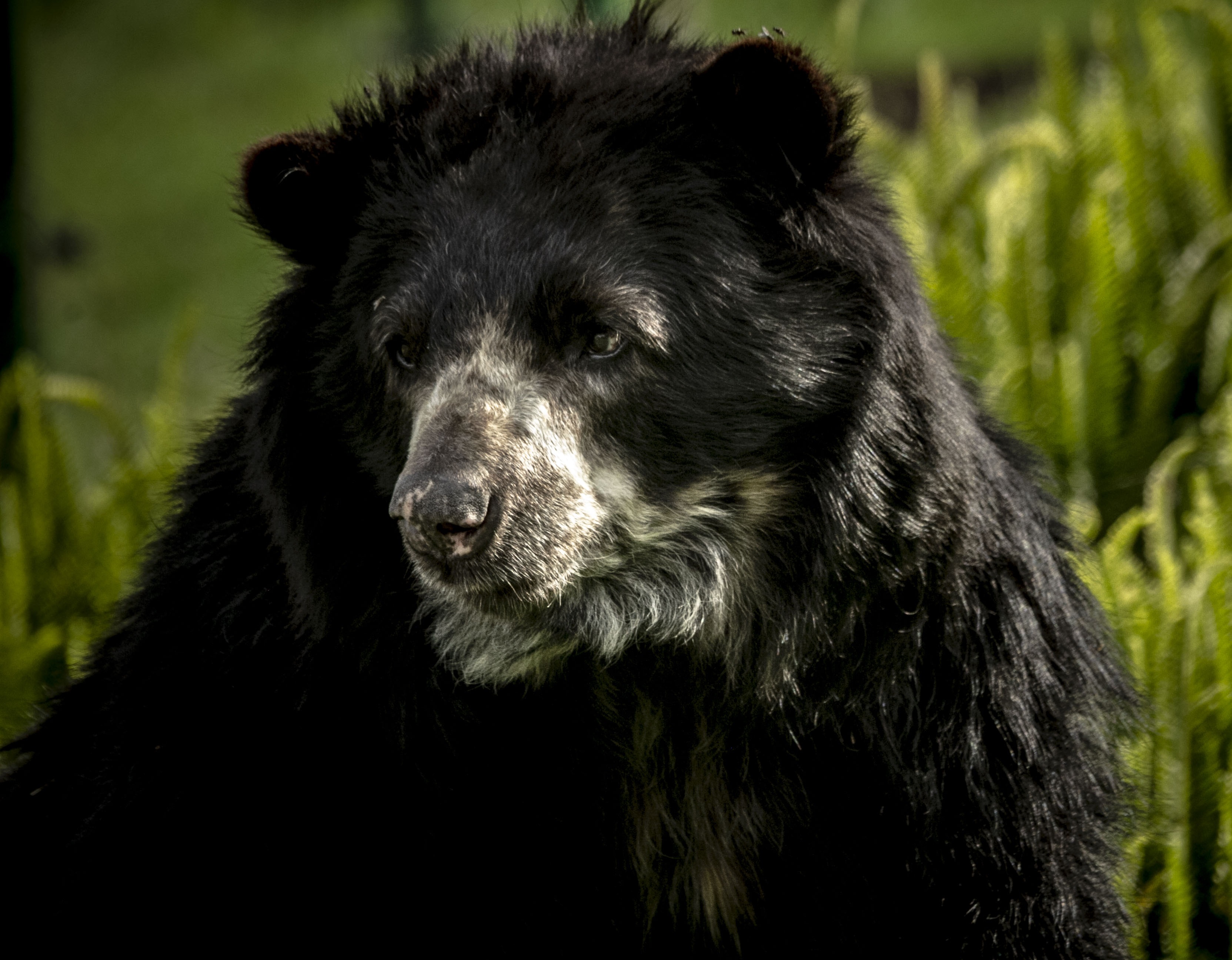 El hábitat del oso de anteojos se extiende por Los Andes, desde Venezuela hasta Bolivia. Foto: Fundación Grupo Argos.