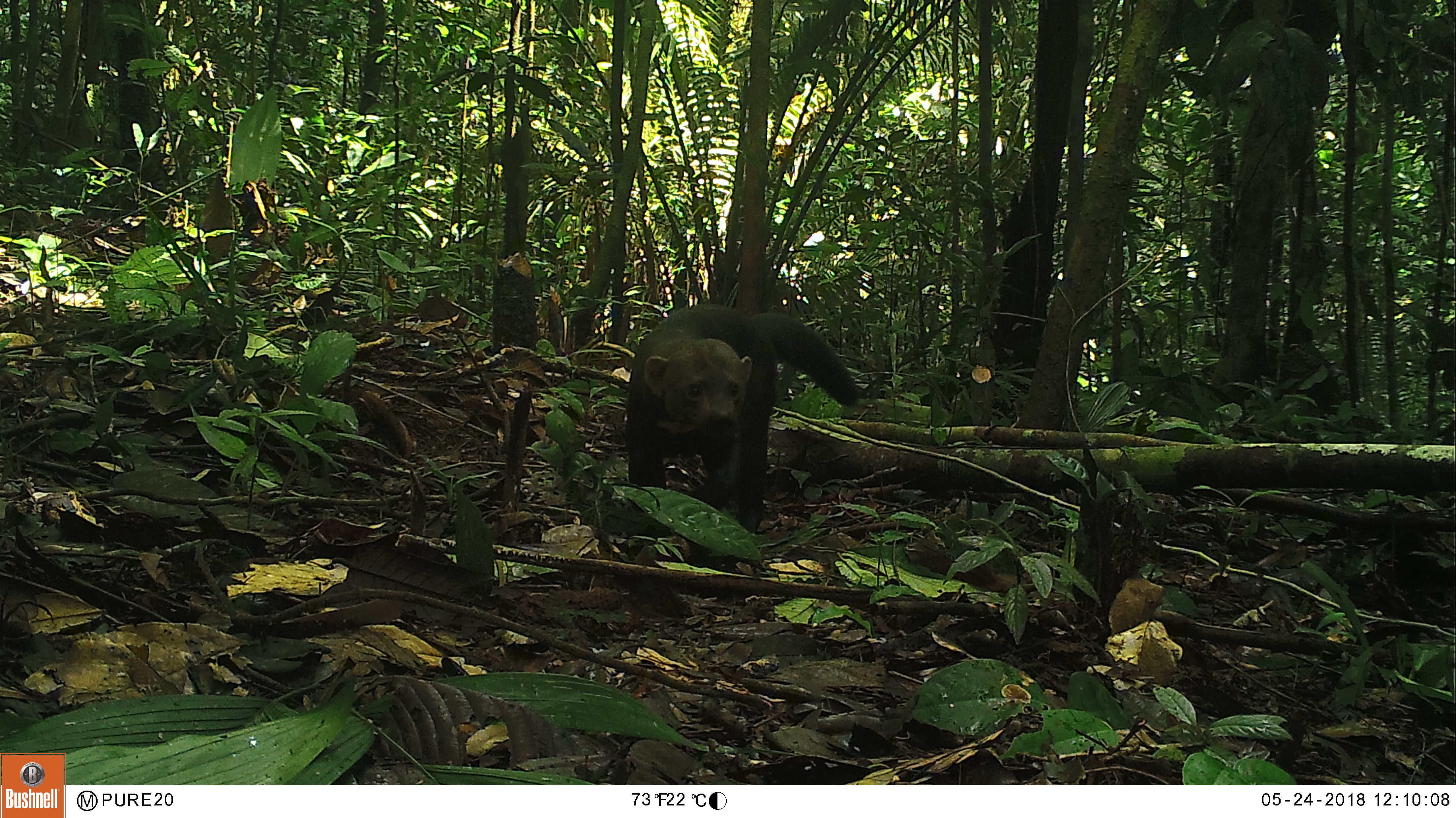 Ulama, Taira (Eira barbara). Foto: Parques Nacionales Naturales de Colombia, Conservación Internacional y Amazon Conservation Team.