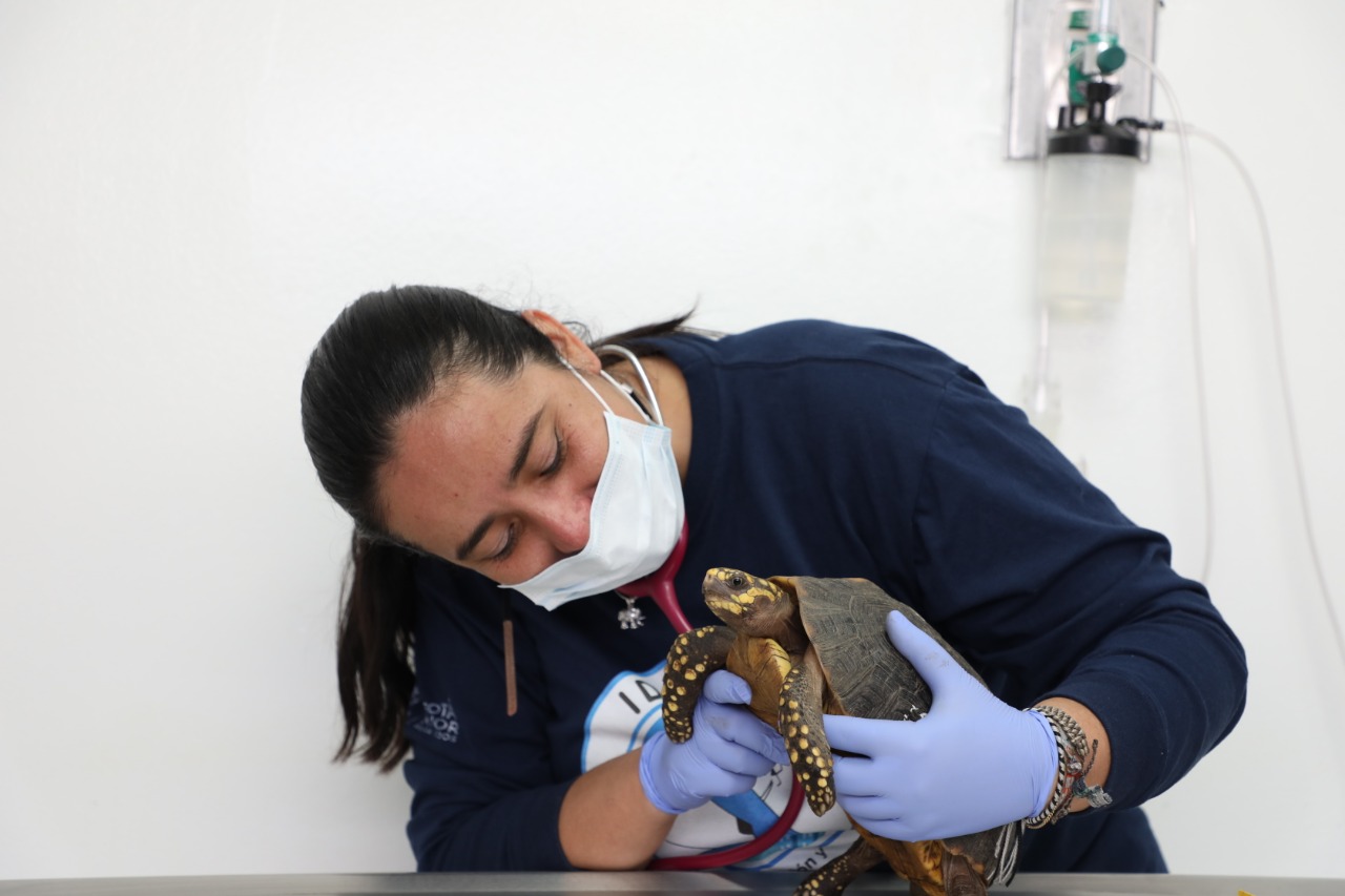 La mayoría de tortugas son entregadas voluntariamente por personas que las tenían como mascotas. Foto: Instituto Distrital de Protección y Bienestar Animal.