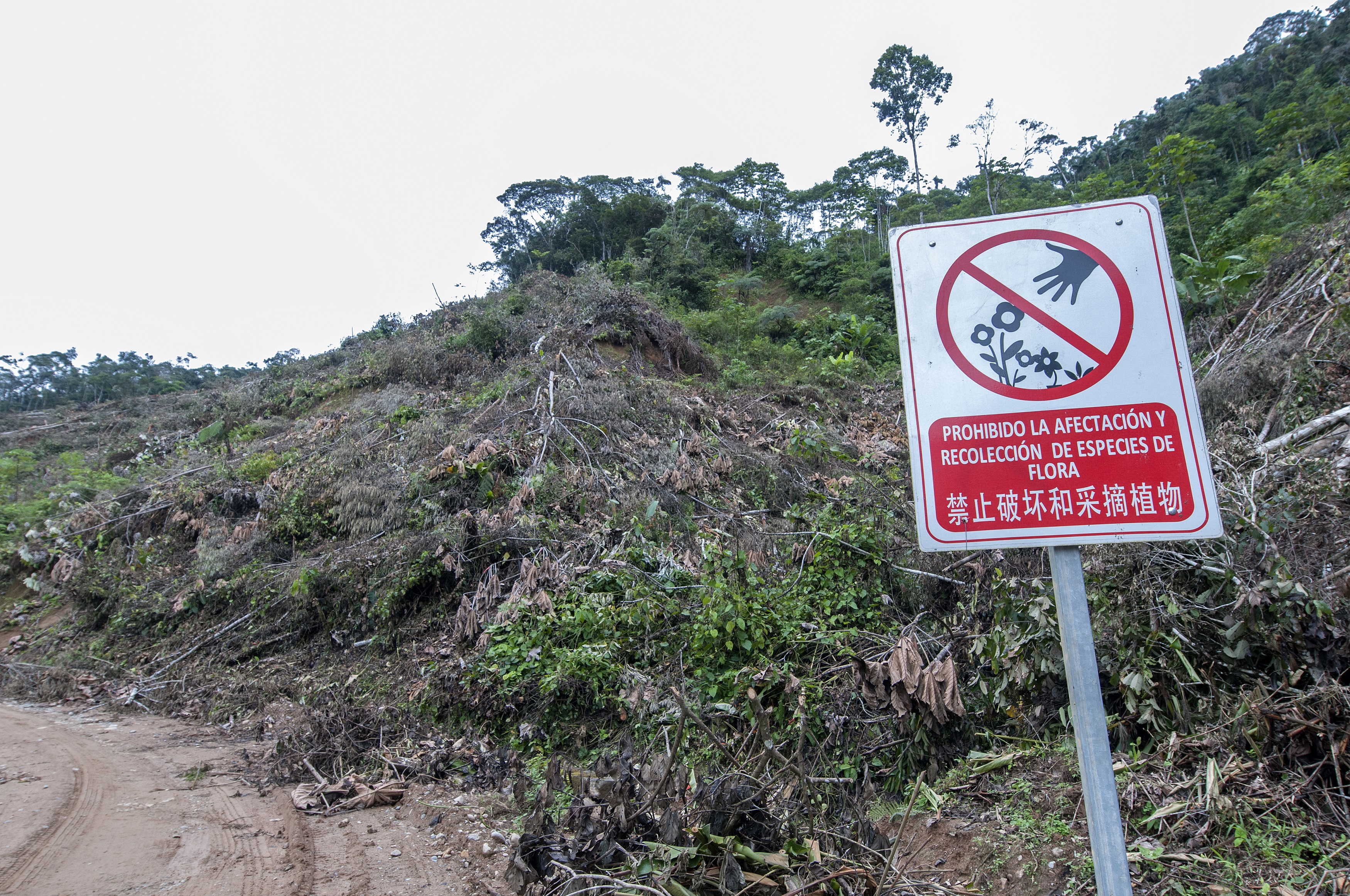 Parte del bosque que se ha tumbado para la construcción del proyecto Mirador , de capital chino. Foto: Segundo Espín / Revista Vistazo.