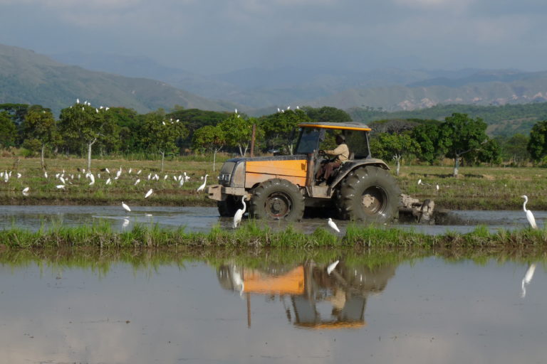 Cultivos de arroz orgánico en Jamundí, Valle del Cauca, funcionan como humedales para las aves. Foto: Asociación Calidris.