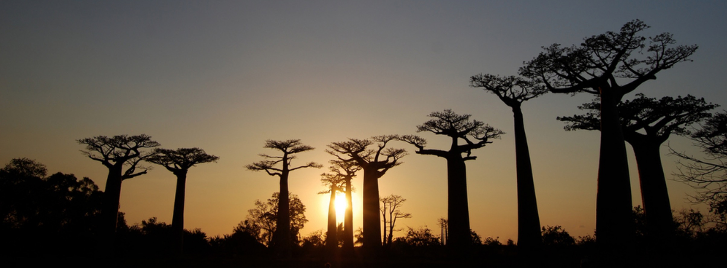 El callejón de los baobabs en Morondava, Madagascar. Crédito: WWF / Martina Lippuner