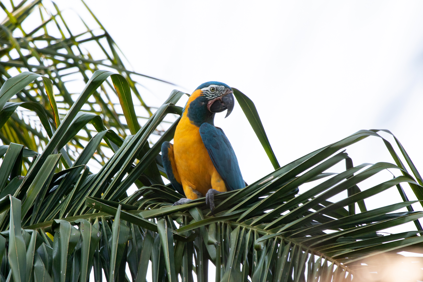 Parabas barba azul, palkachupas y cigüeñas: tres poderosas aves que renacen en medio de graves amenazas en Bolivia
