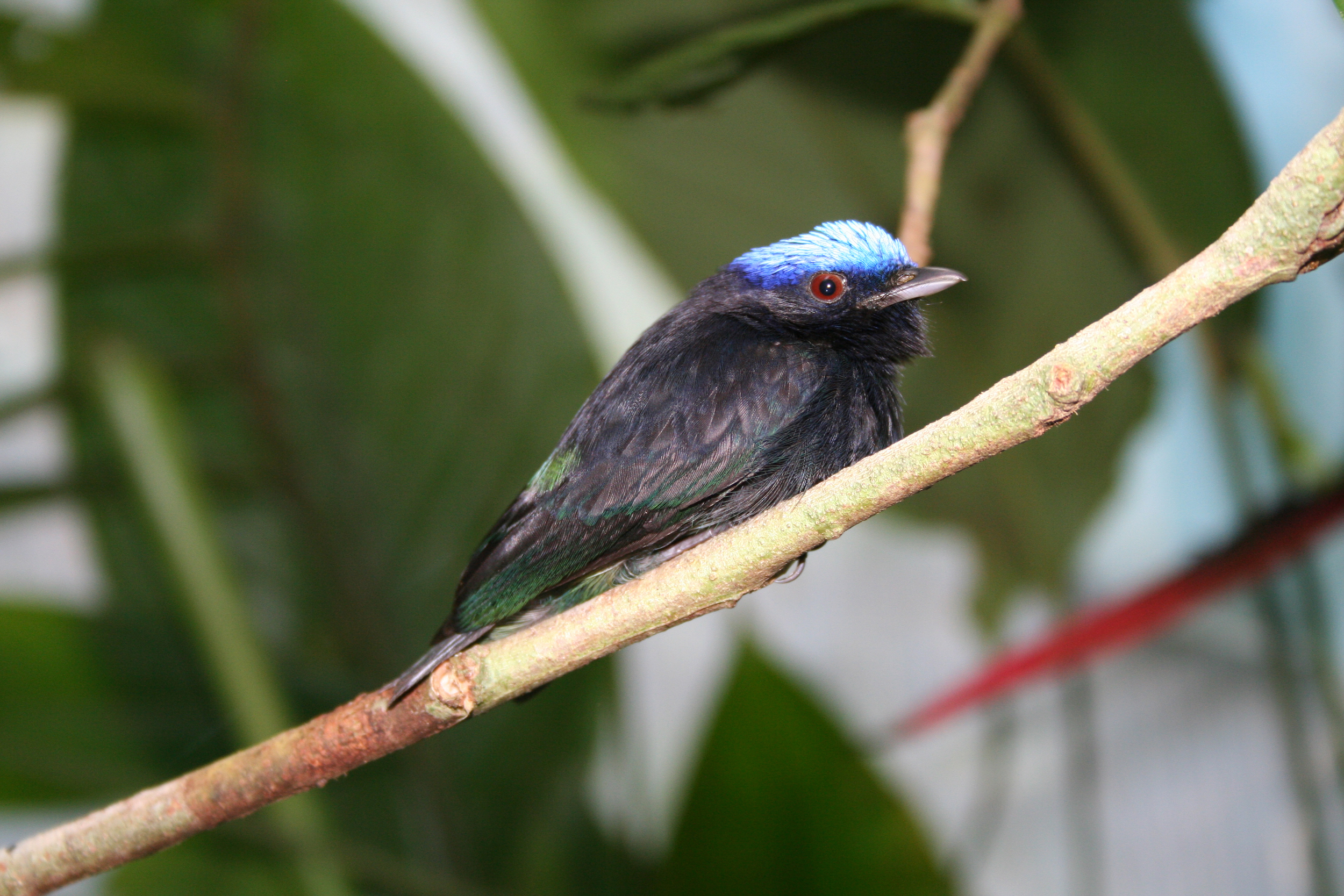 Apaporis Colombia. Lepidothrix. Foto: Instituto SINCHI.