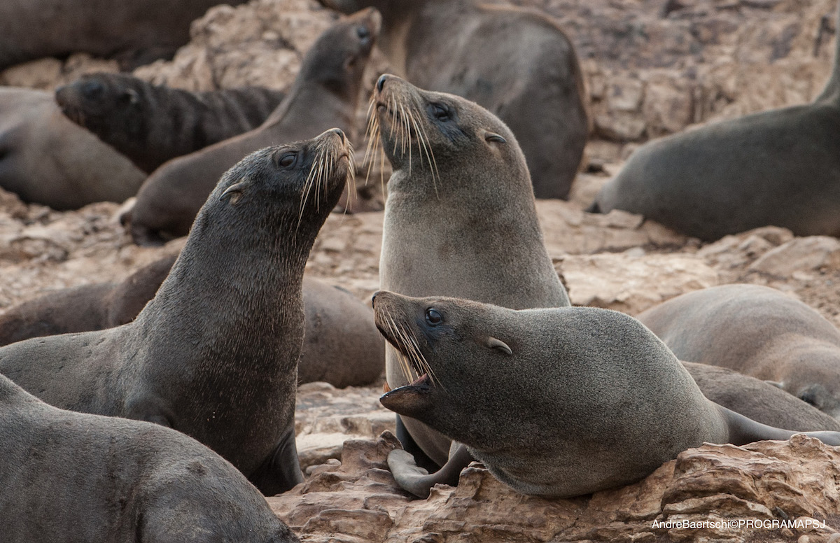 lobos marinos punta san juan
