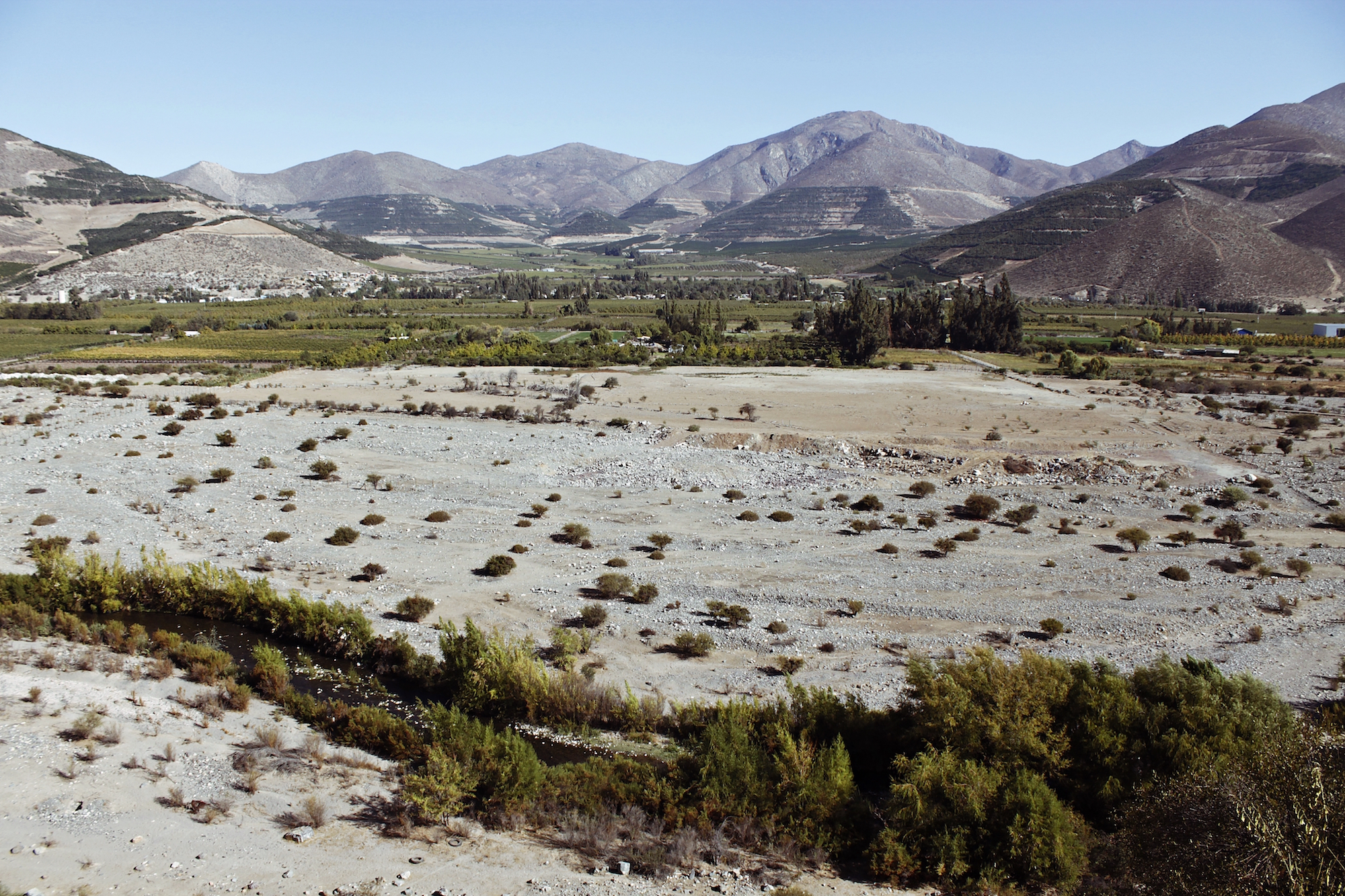 expansión de paltos en Chile