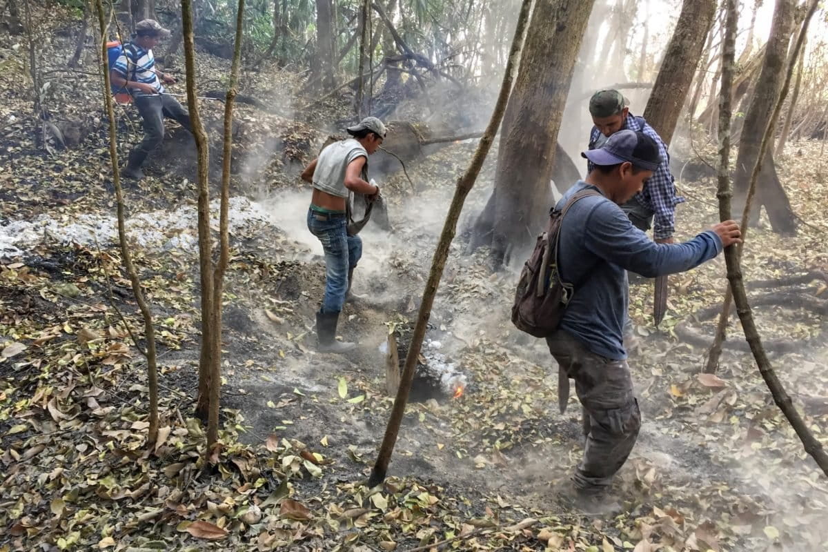 Noticias ambientales sobre Destrucción del hábitat